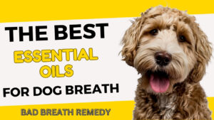 Freshen up your dog's breath naturally with essential oils. Learn which oils can help improve your dog's oral hygiene.