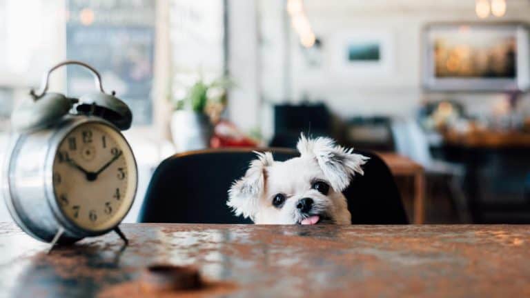 dog watching the time