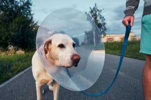 dog walking while wearing a cone