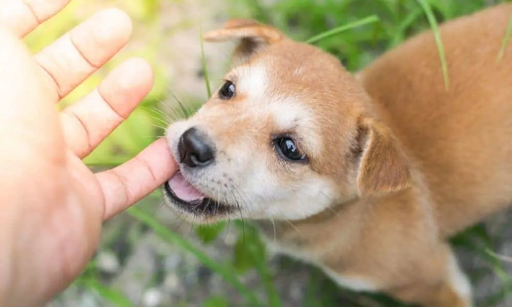 can-you-use-human-lice-shampoo-on-dogs-for-fleas