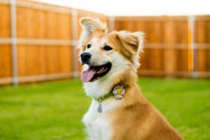 dog sitting outside