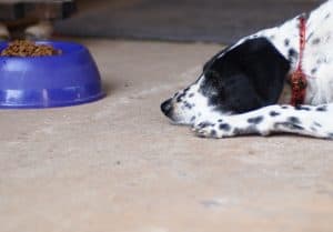 dog in garage with food bowl