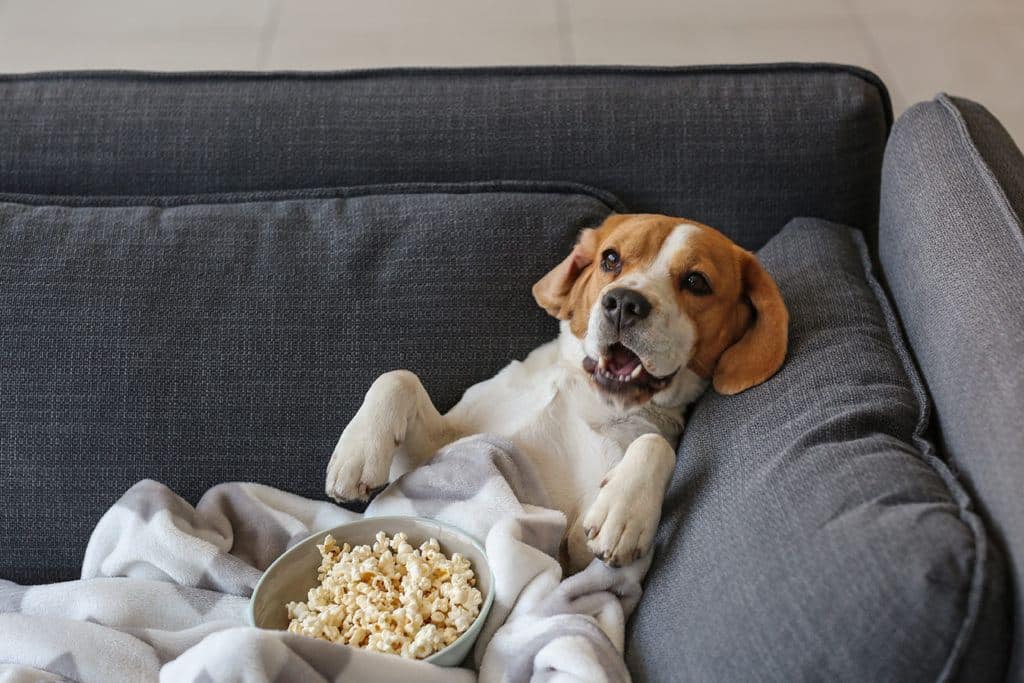 dog on couch eating popcorn