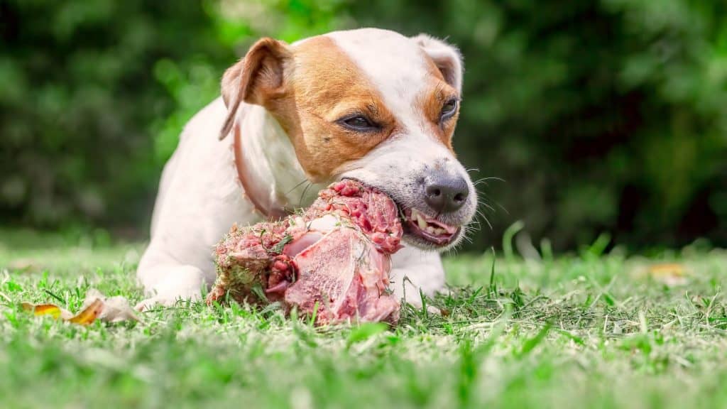 dog eating a rib bone