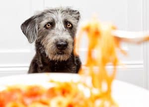 dog looking at food and drooling