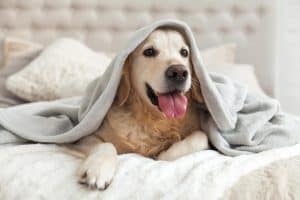 dog laying on the bed