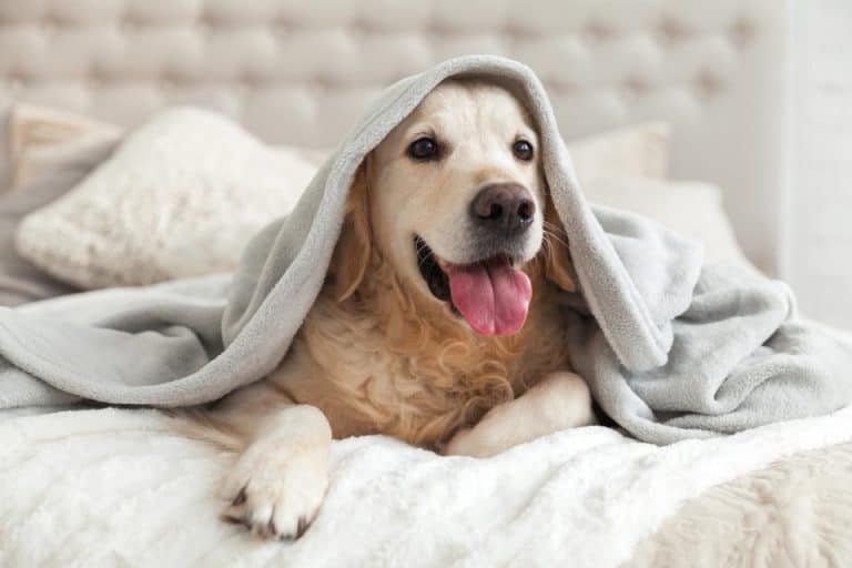 dog laying on the bed