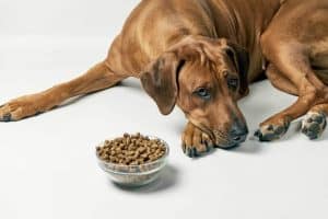 dog looking at food bowl not eating