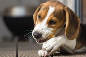 dog chewing on a bone