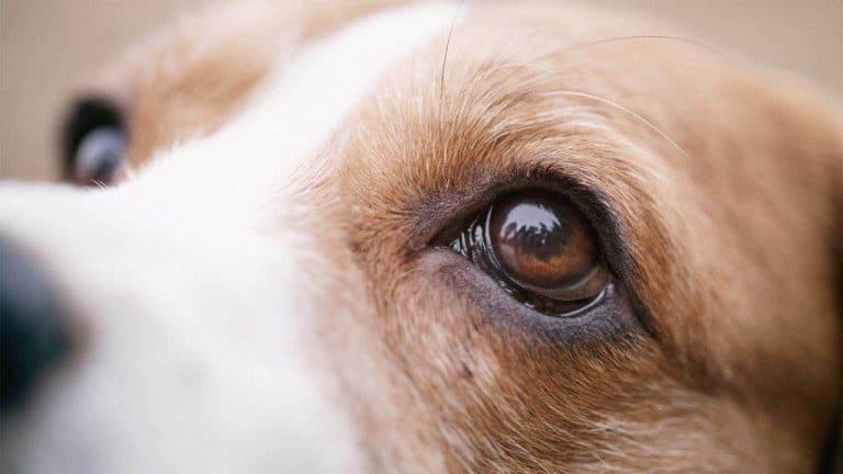 close up of dog eyelashes
