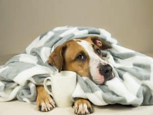 cold dog