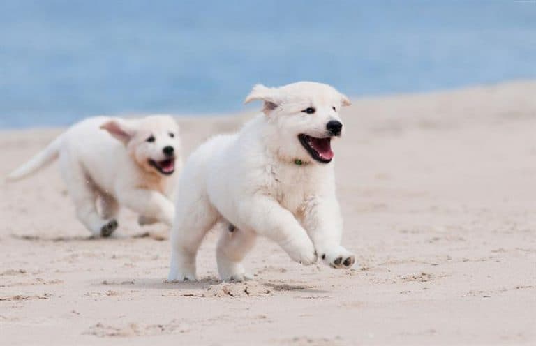two puppies playing on the beach