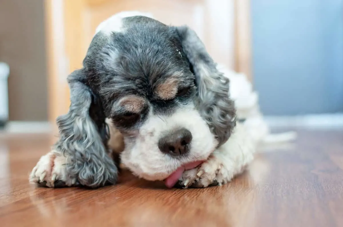 Is It Bad For Dogs To Eat Their Own Hair