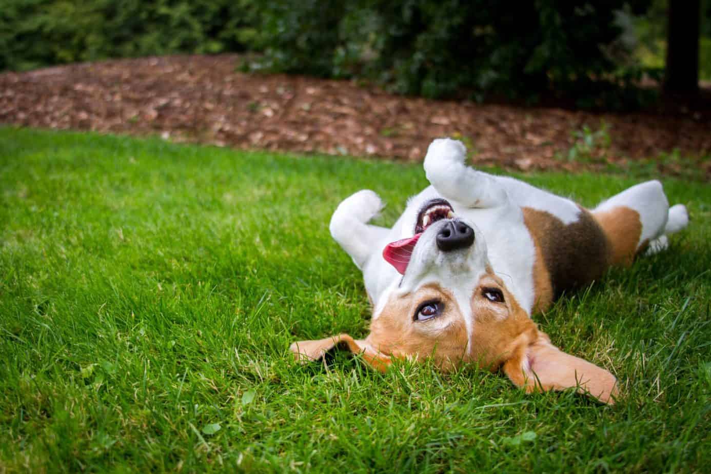 Why Do Dogs Roll On Dead Bugs The Power Of Instinct