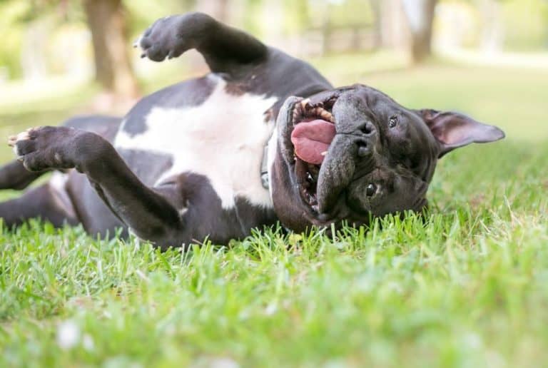 dog upside down on grass