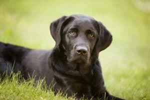 brown dog laying on grass