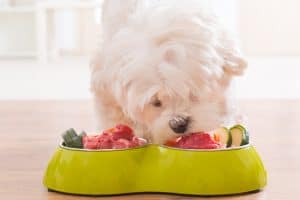 dog eating organ meat