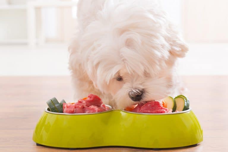 dog eating organ meat