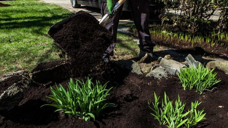 shoveling black mulch into garden