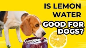 Is lemon water beneficial for dogs? Uncover the potential benefits and considerations of incorporating lemon water into your dog's diet.