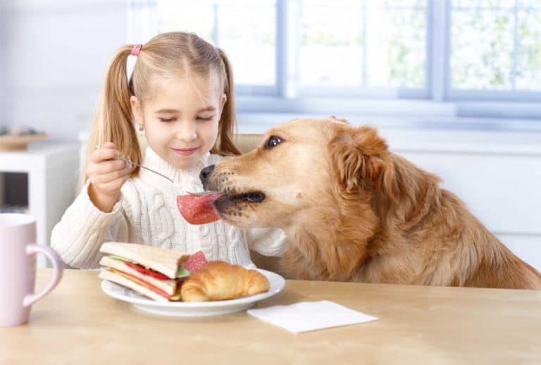 dog eating lunch meat from girls sandwich