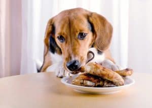 dog eating chicken at the table