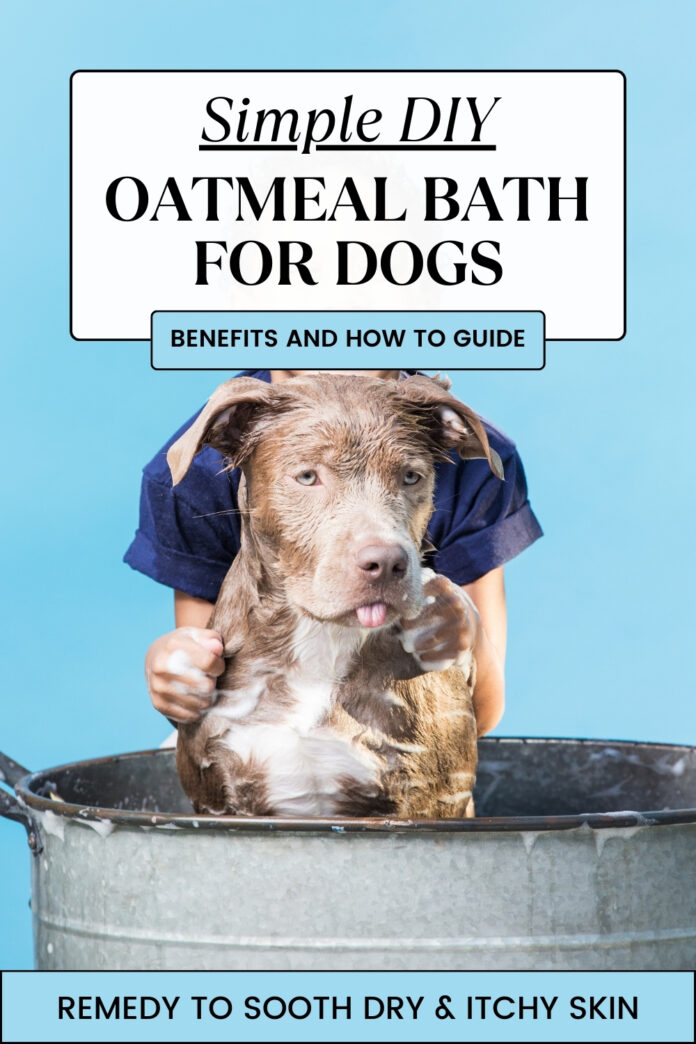 The Benefits of a Colloidal Oatmeal Bath For Dogs