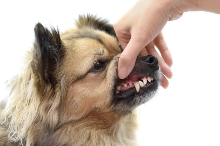 owner attempting to open their dogs mouth