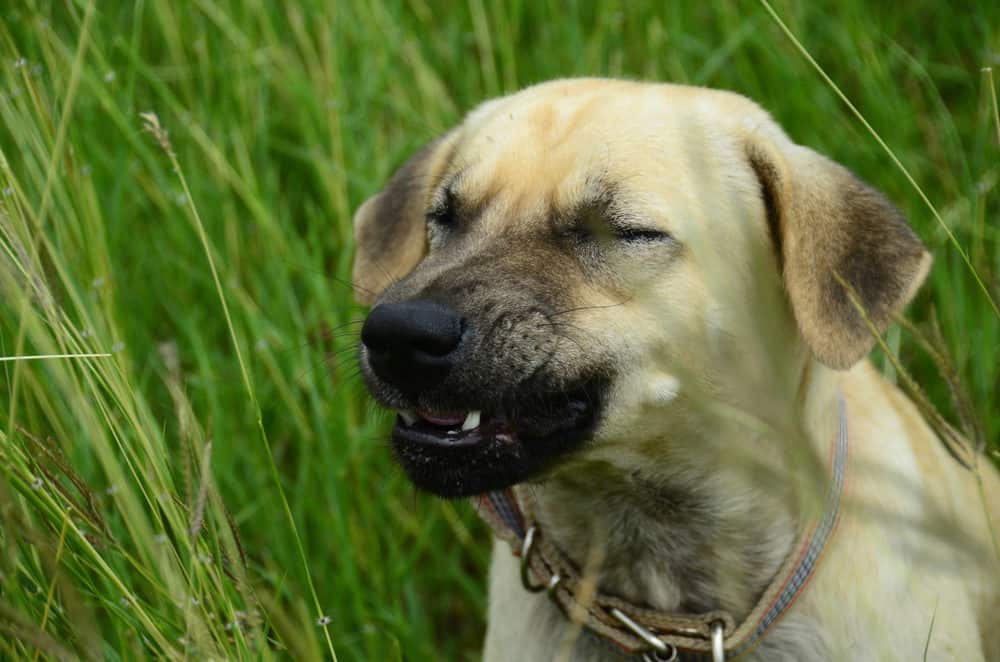 why-do-some-dogs-fake-sneeze