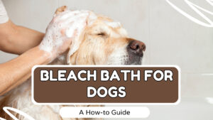 Explore the safety and benefits of a bleach bath for dogs. Learn when and how to use this method for specific skin conditions and concerns.