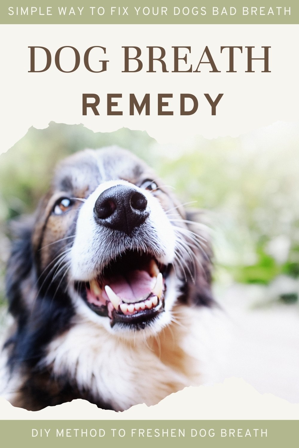 simple remedy to cure bad dog breath