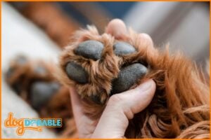 Nourishing care for your pup: Coconut oil for cracked dog paws - Natural Solutions for Paw Health.