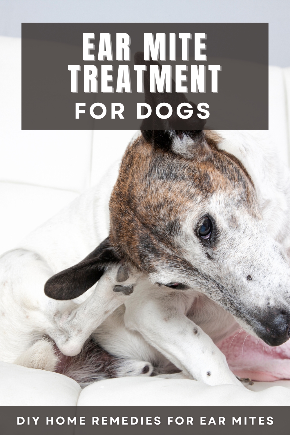 Home treatment for dog ear mites, offering practical solutions to alleviate discomfort and eliminate mites, prioritizing your pet's ear health and well-being.