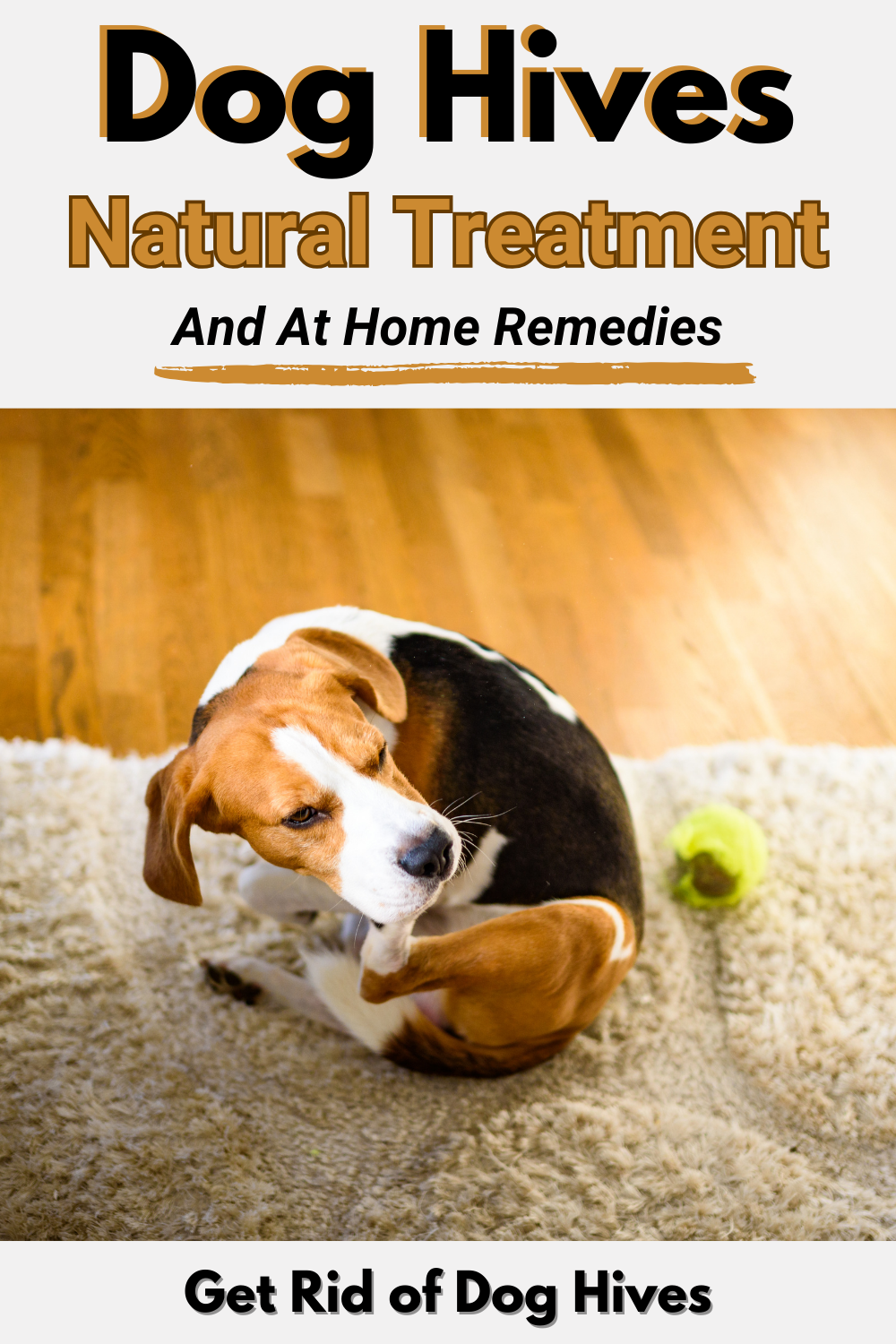 Discover natural remedies for treating dog hives. Provide relief to your pup with gentle solutions for a happy, itch-free life.