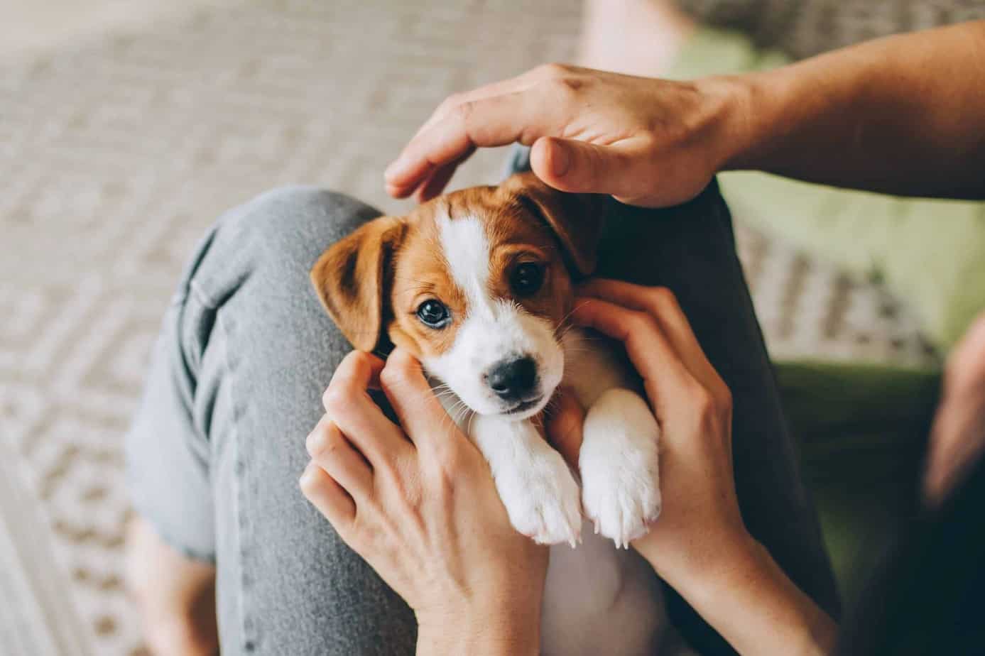 when can puppies regulate their own body temp