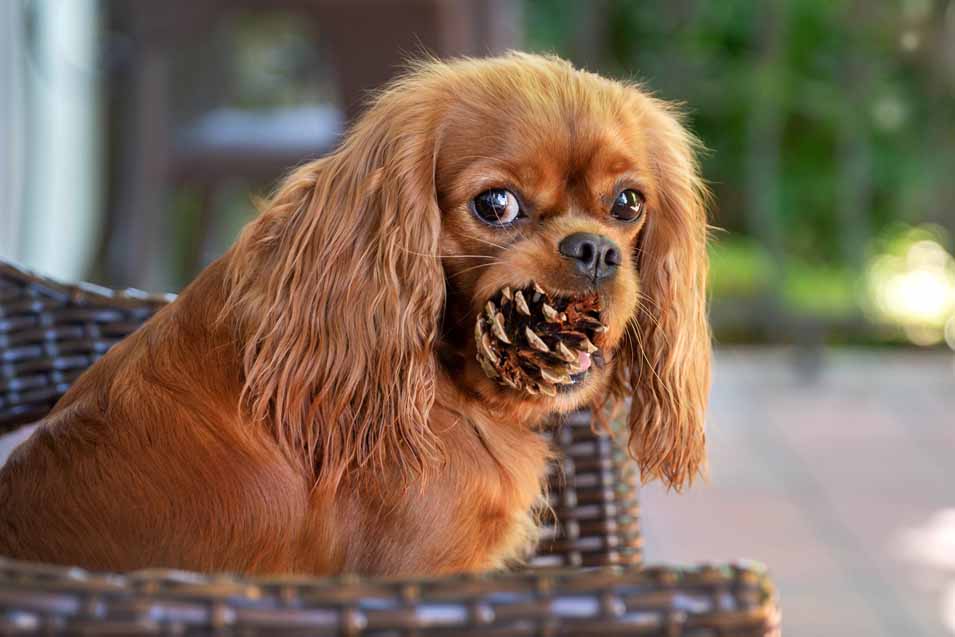 can-dogs-chew-on-pine-cones-what-are-the-dangers