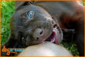 Adorable puppy chewing on owners knee, reflecting on the common behavior of puppies crying when teething.