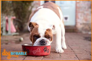 Navigating changes in dog diet: How long will my dog have diarrhea after changing food - Tips for a Smooth Transition.