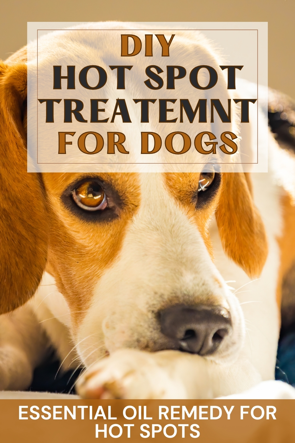 essential oil remedies to treat hot spots on dogs