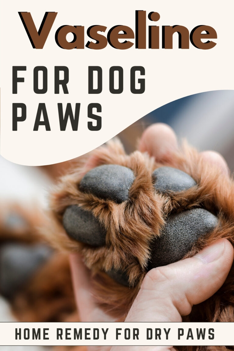 Detailed Can I Put Vaseline On My Dogs Paws Abstract in HD Detailed Can I Put Vaseline On My Dogs Paws Abstract in HD