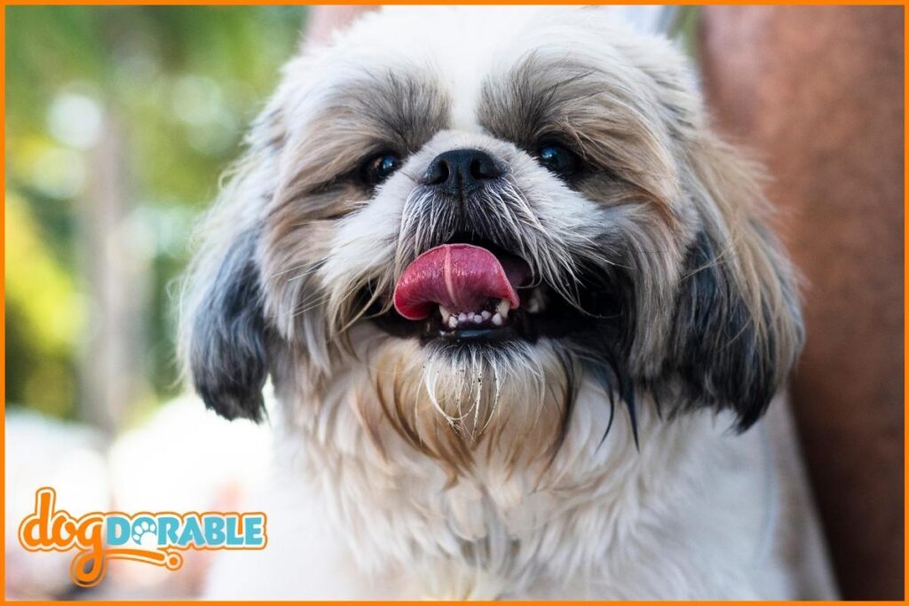 Curated visual reference: Fresh Look at Are Shih Tzus Non Shedding Shedding Facts And Tips