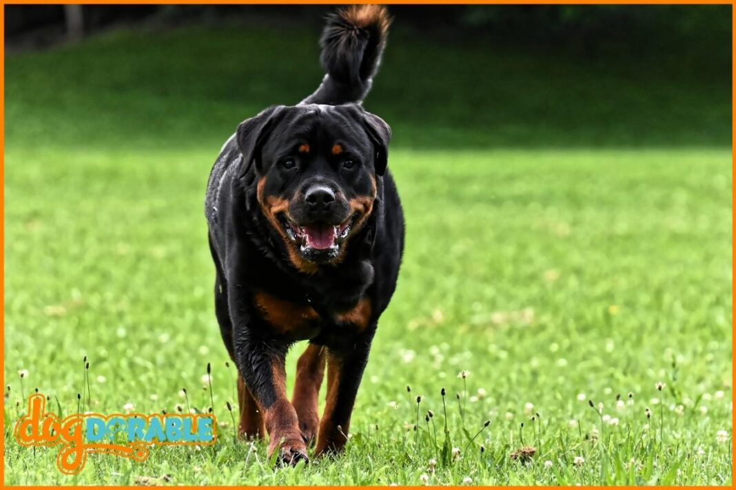 How Tall Do Rottweilers Get? Understanding Their Height Range - Dogdorable