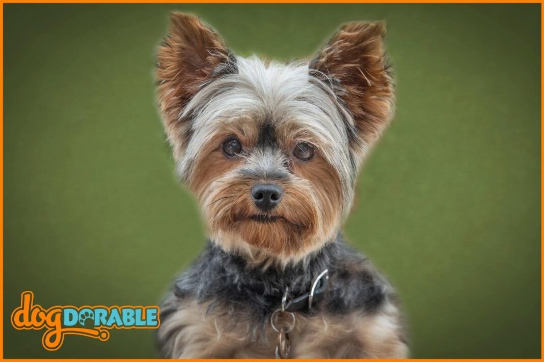 Do Yorkshire Terriers Have Diseases? Health Risks