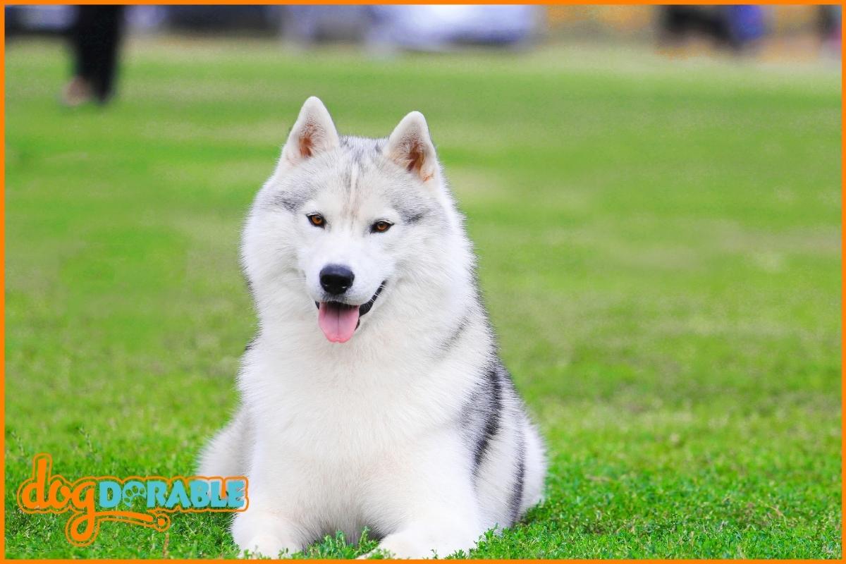 How Long Do Siberian Husky Dogs Live? Lifespan Expectations