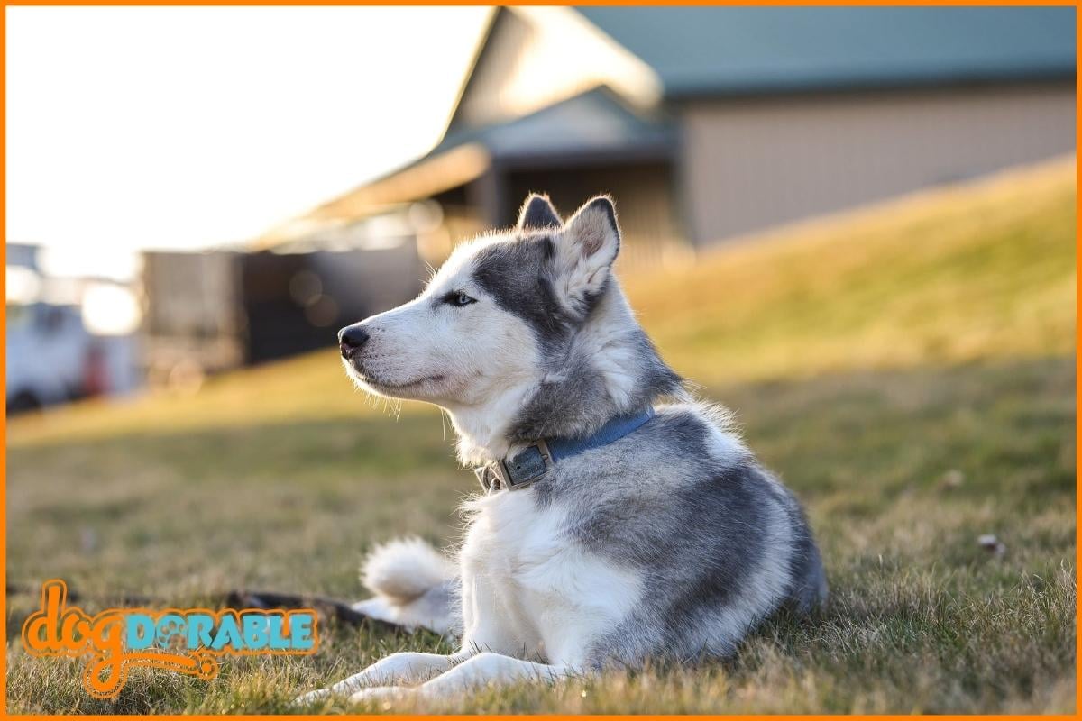 How Often Should You Bathe a Husky? Grooming Frequency