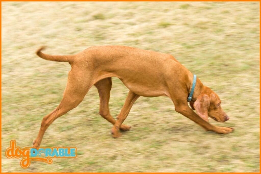 What Is the Average Lifespan of a Vizsla? Life Expectancy Insights