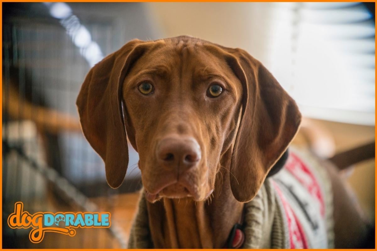 Why Does My Vizsla Keep Coughing? Identifying Coughing Causes