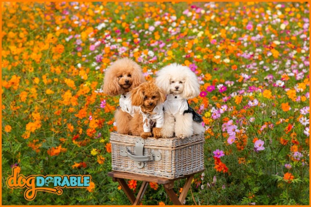 Do Toy Poodles Have Health Problems? Common Health Concerns