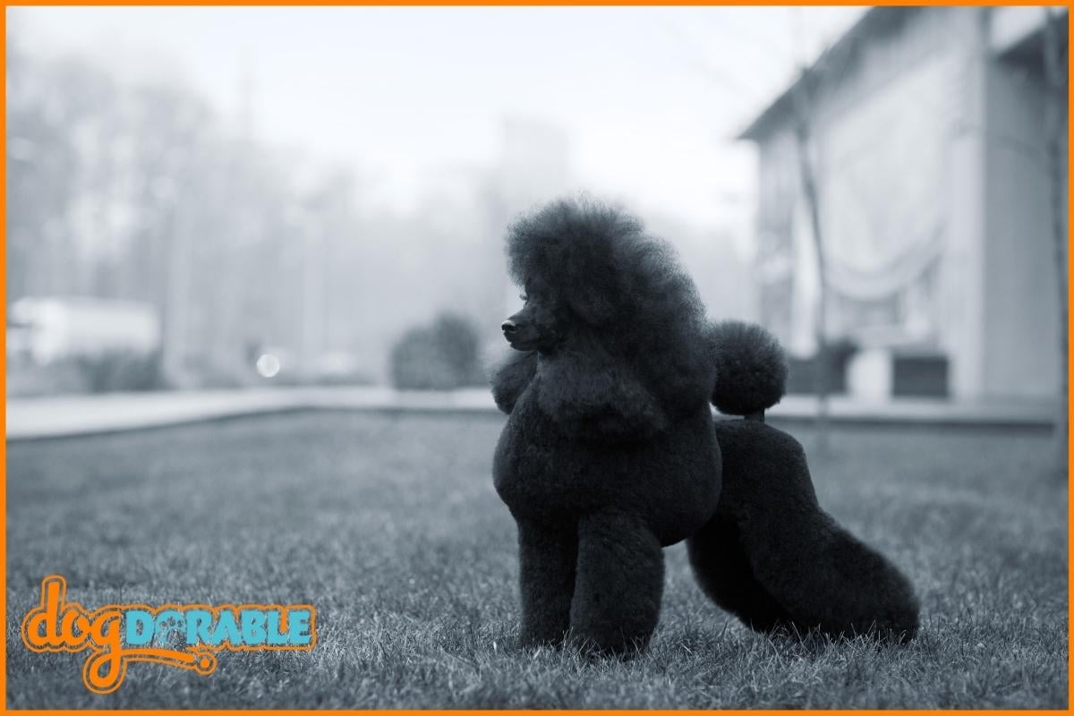 How Long Are Toy Poodles Pregnant For