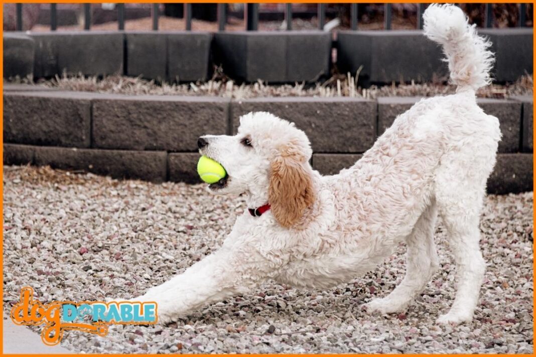 How Much Does a Miniature Poodle Weigh? Weight Range of Mini Poodles